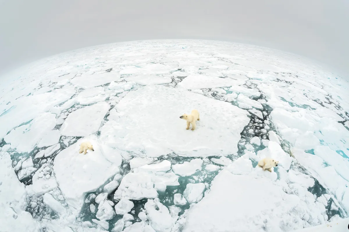 Female polar bear with her two cubs standing on fractured ice floe in Svalbard, Norway. © Richard Barrett/WWF UK