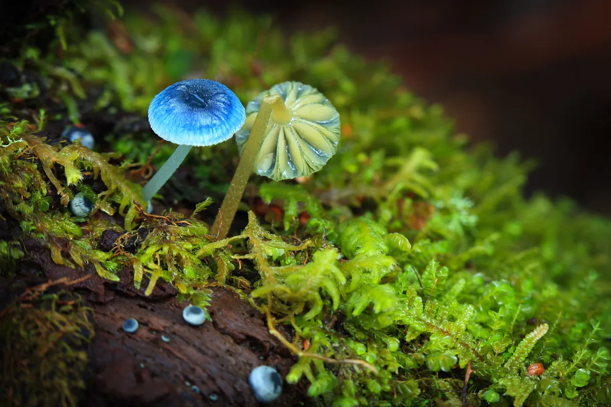 Mycena interrupta fungi, otherwise known as 'pixie's parasols'. © Arwen Dyer