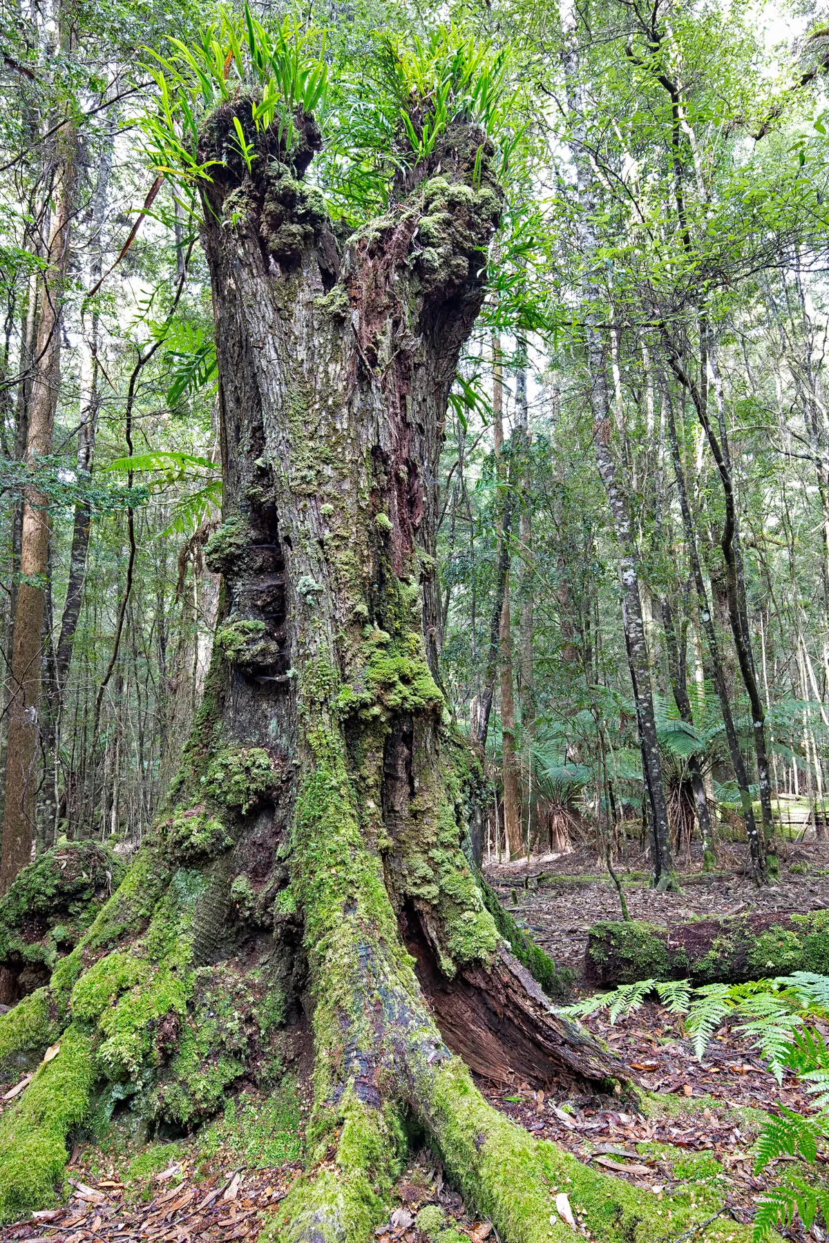 An ancient myrtle tree in a Takayna rainforest. © Arwen Dyer