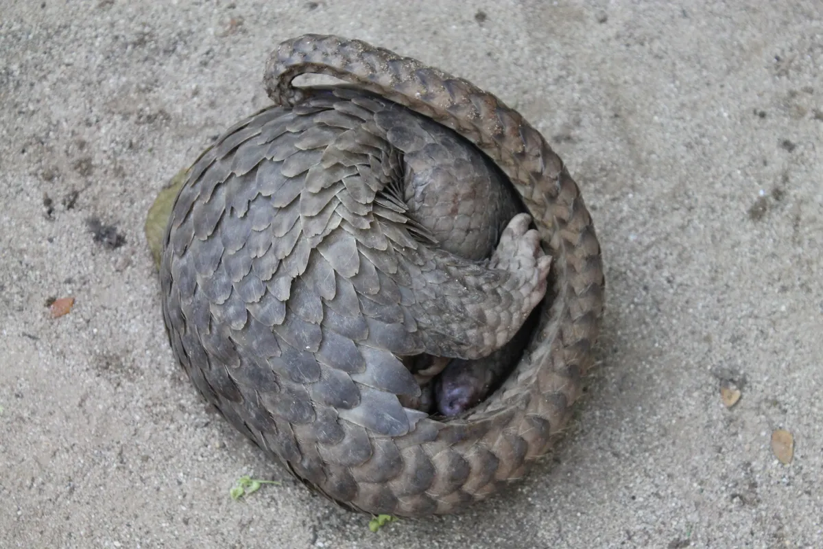 Philippine pangolins are listed as Endangered on the IUCN Red List. © Lucy Archer