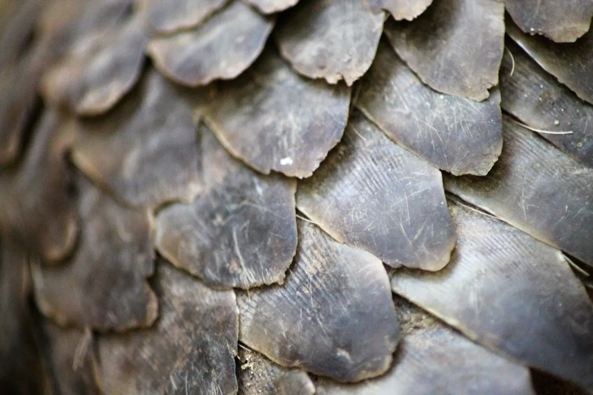 Pangolin scales are used in traditional Chinese medicine. © Lucy Archer