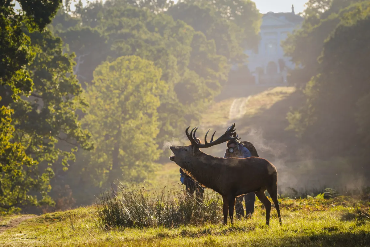 Photographers getting too close to deer. © Stephen Darlington
