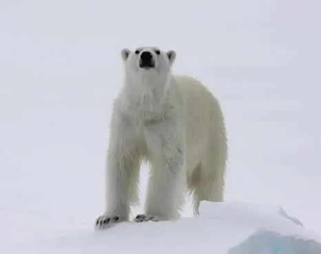 Visit the kingdom of the polar bear. © Kenny Taylor/Heatherlea