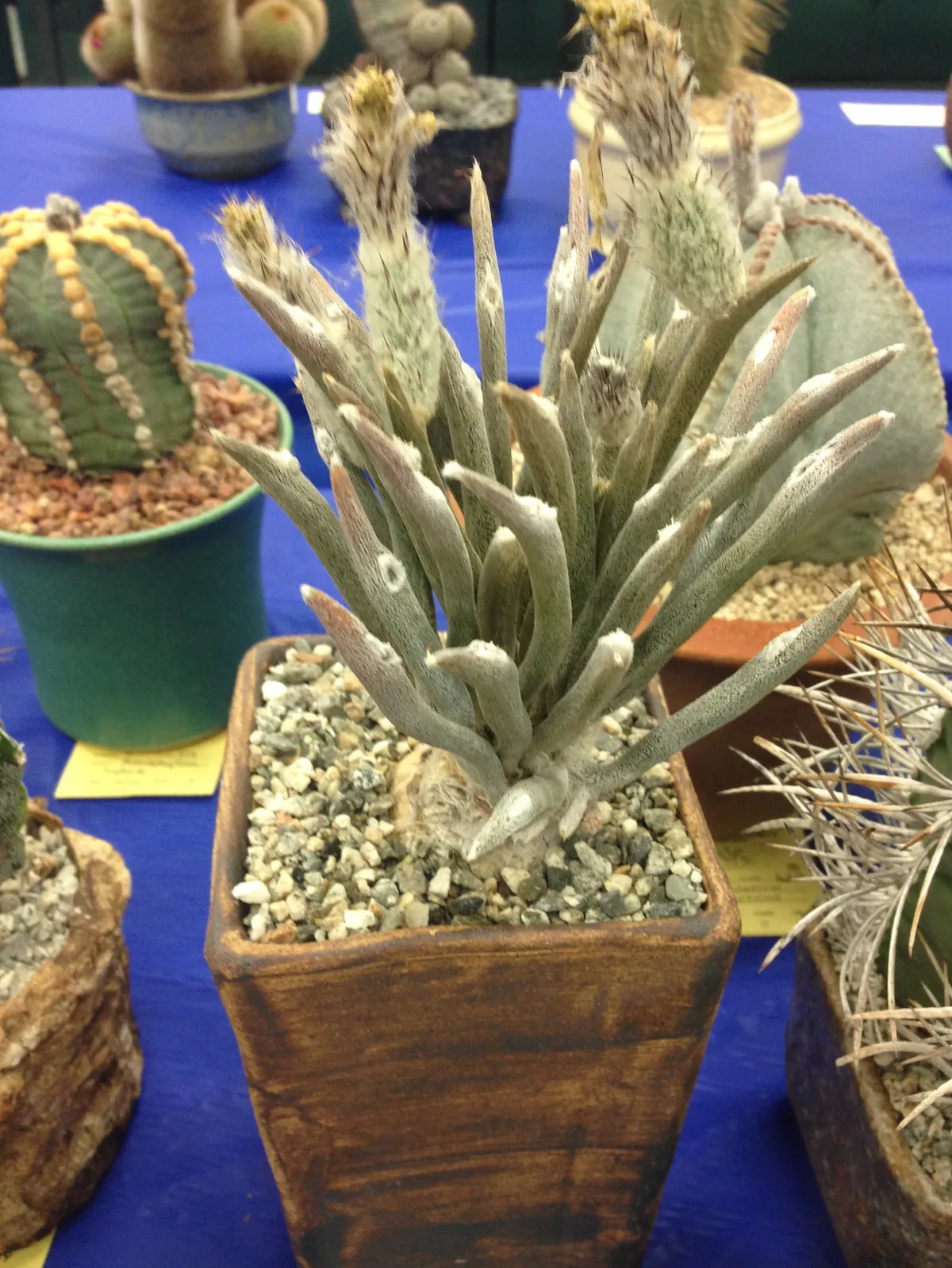 Astrophytum caput-medusae on sale at an American cats show. This is a newly described species, known from only one location in Mexico and listed as Critically Endangered on the IUCN Red List. Its primary threat in the wild is from illegal collection. © Flickr user Reggi1, CC BY-NC 2.0