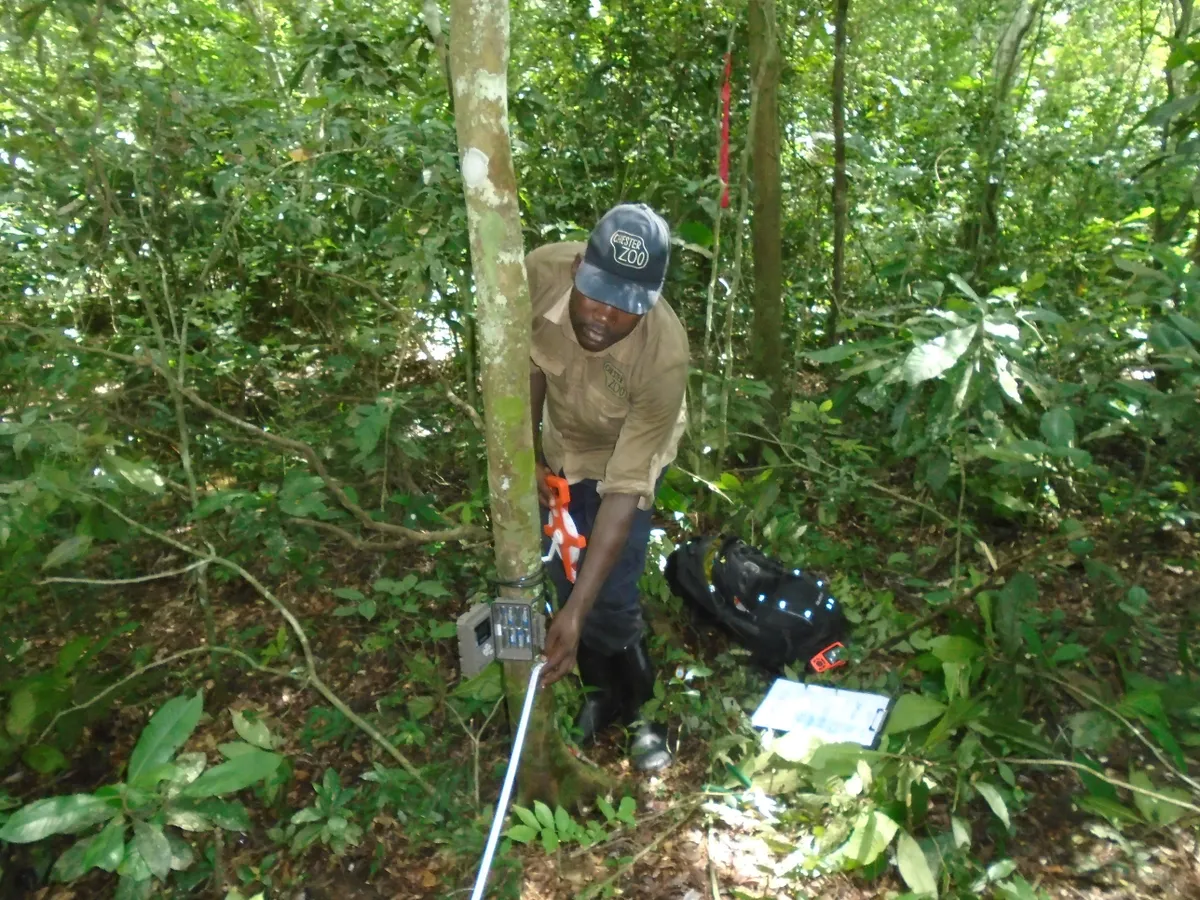 Setting up a camera trap in Semuliki National Park. © Chester Zoo