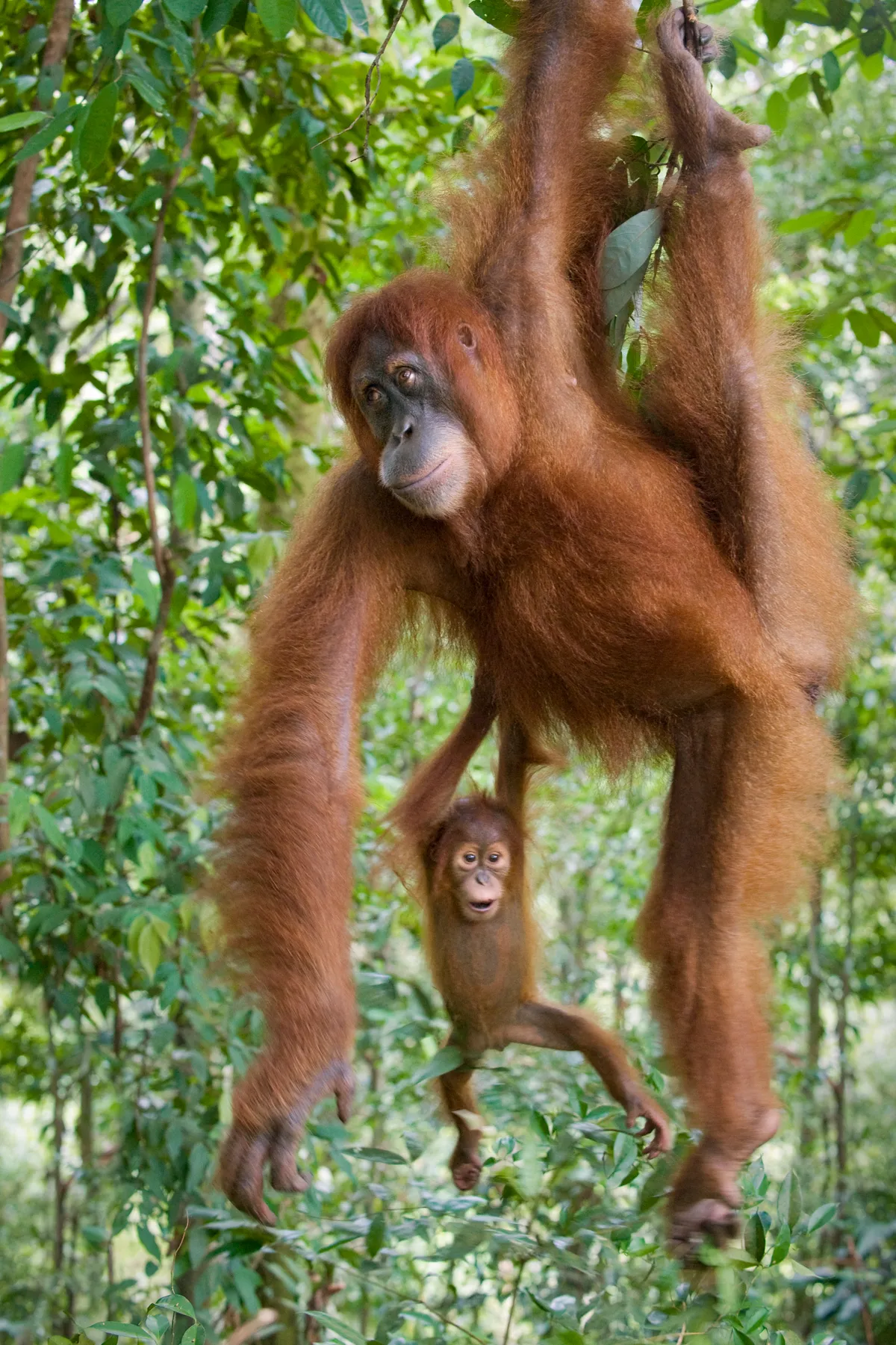 Sumatran orangutan in Gunung Leuser National Park, Sumatra, Indonesia. © Suzi Eszterhas (USA)