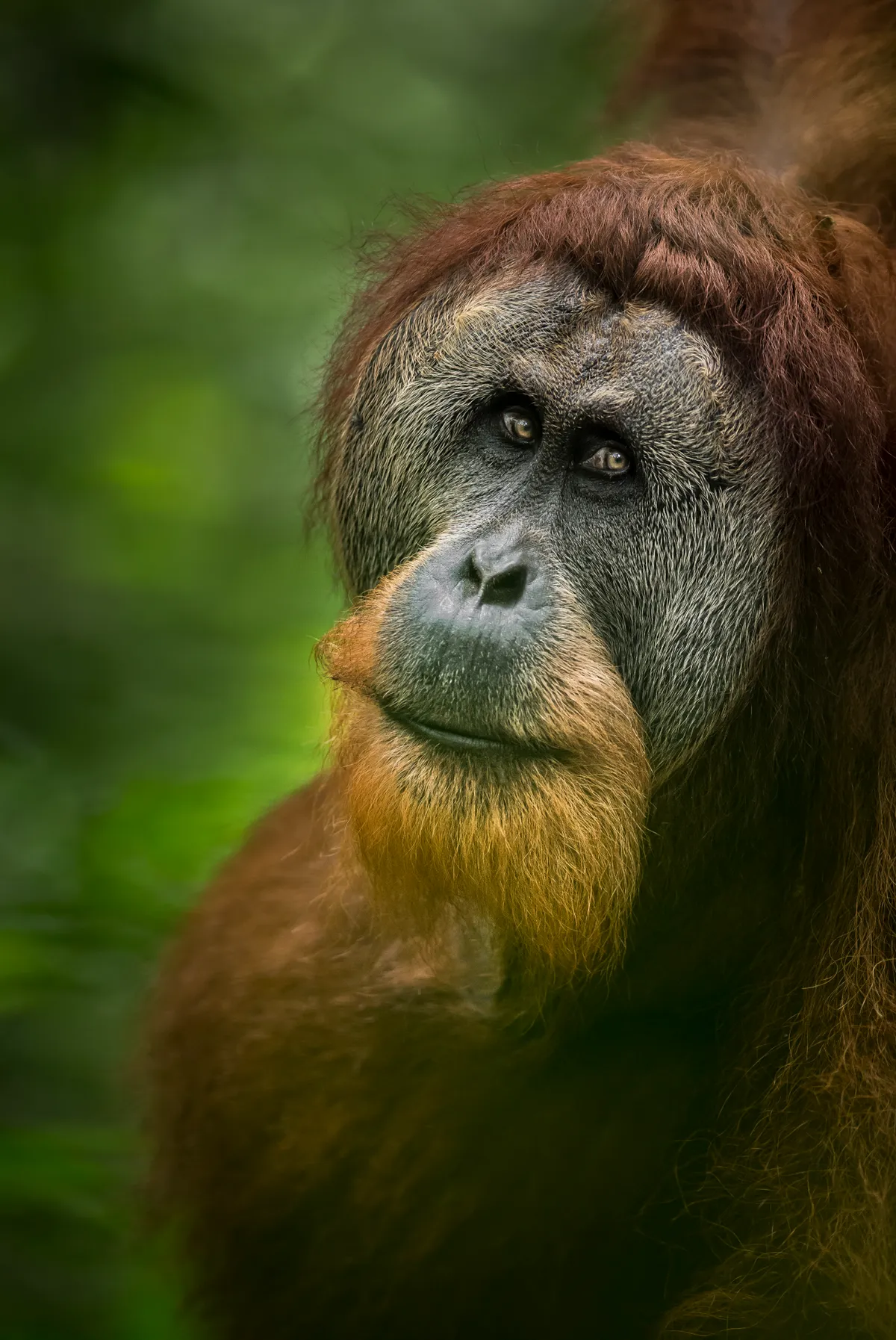 Sumatran orangutan in Sumatra. © Tom Way (UK)