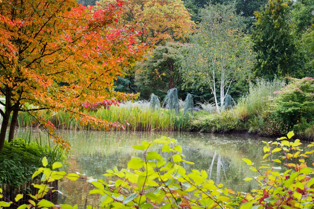 The lake at Seven Acres in autumn at RHS Wisley. © RHS