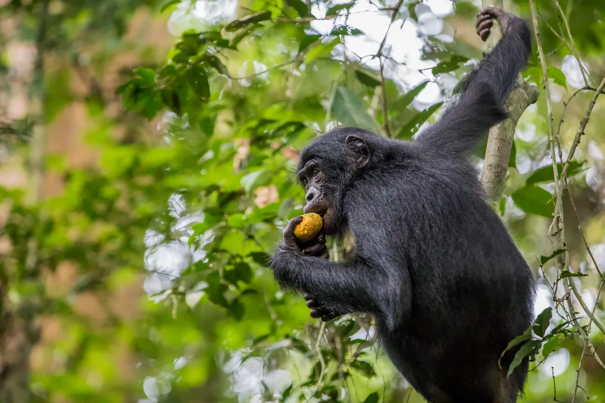 Bonobo in the Democratic Republic of Congo. © Thomas Nicolon (France)