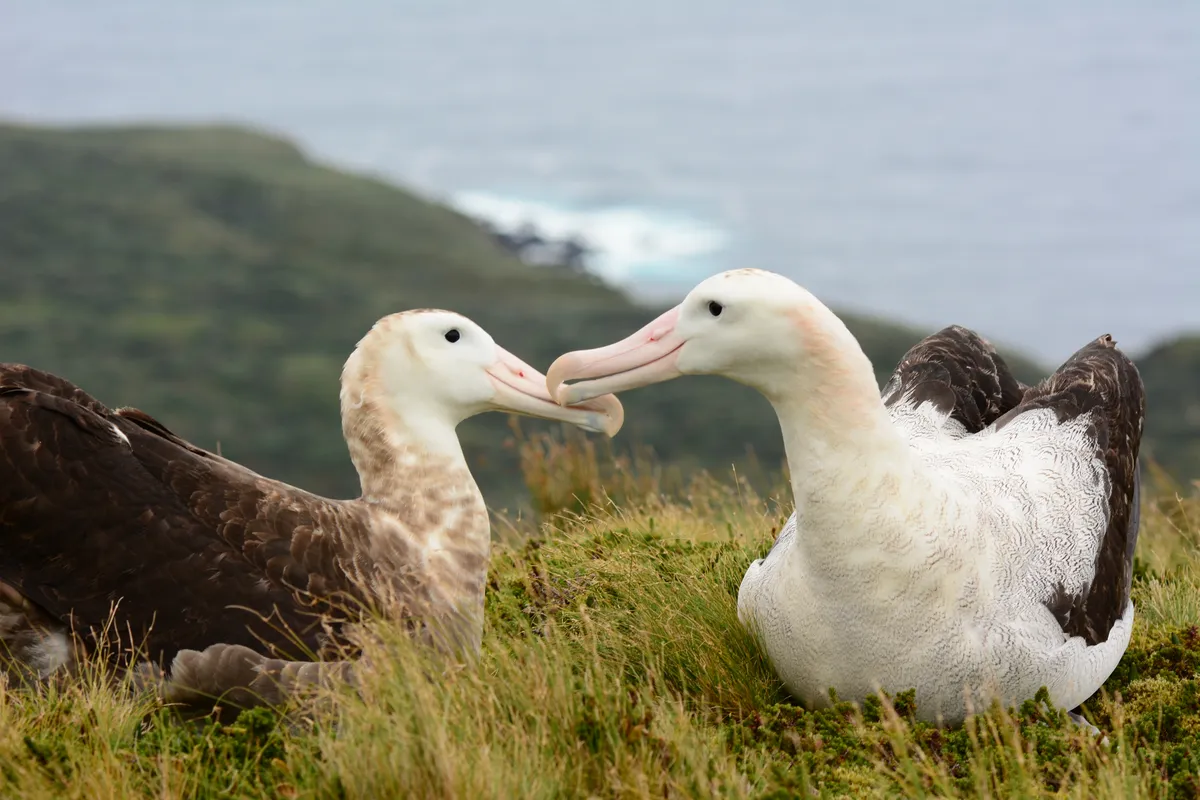 Tristan albatross. © Ben Dilley