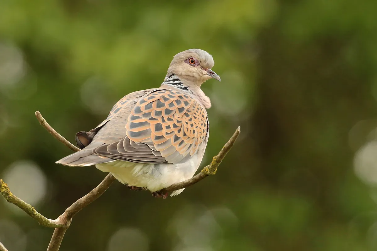 Adult turtle dove - one of the rare birds that Lingham collected the eggs of. © RSPB