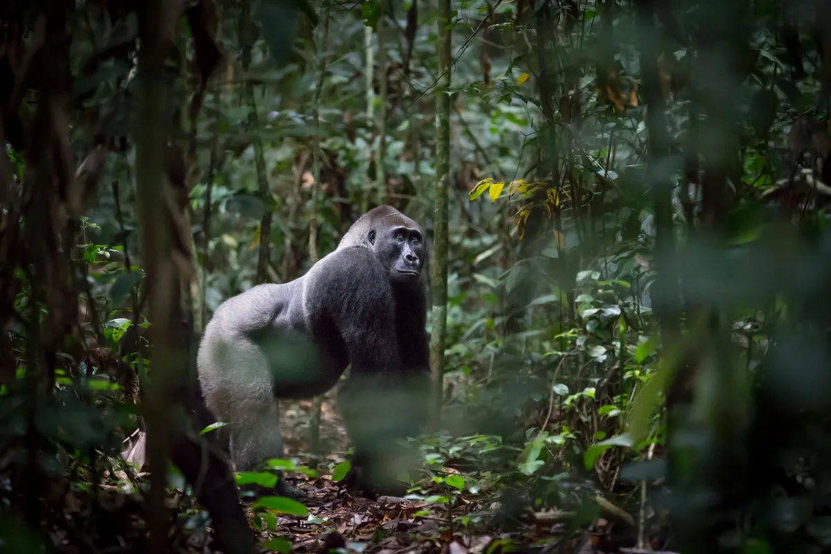 Western lowland gorilla in Odzala National Park, Republic of Congo. © Will Burrard-Lucas