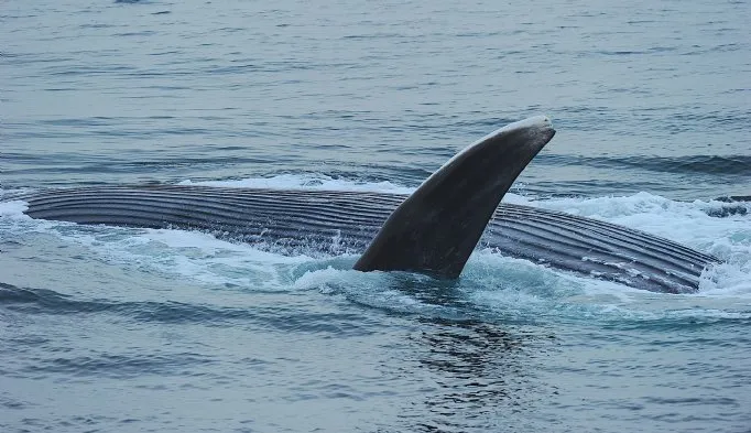 There is a possibility of seeing blue whales. © Rob Jordan/Heatherlea