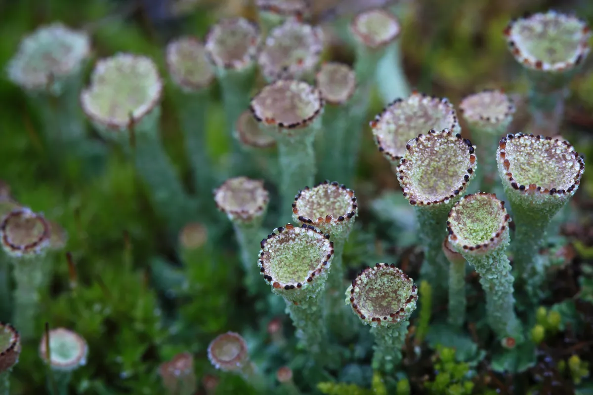 Dainty lichen flutes. © Arwen Dyer