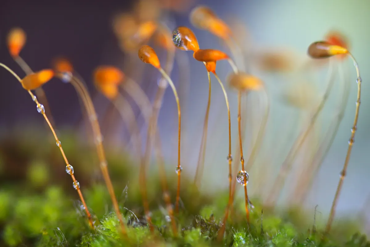 Moss spores with water droplets. © Arwen Dyer