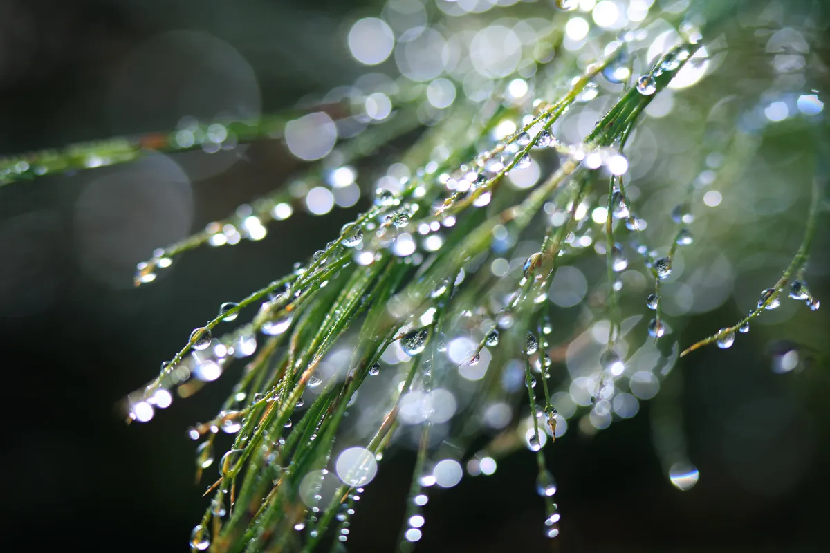 Dew drops in the rainforest. © Arwen Dyer