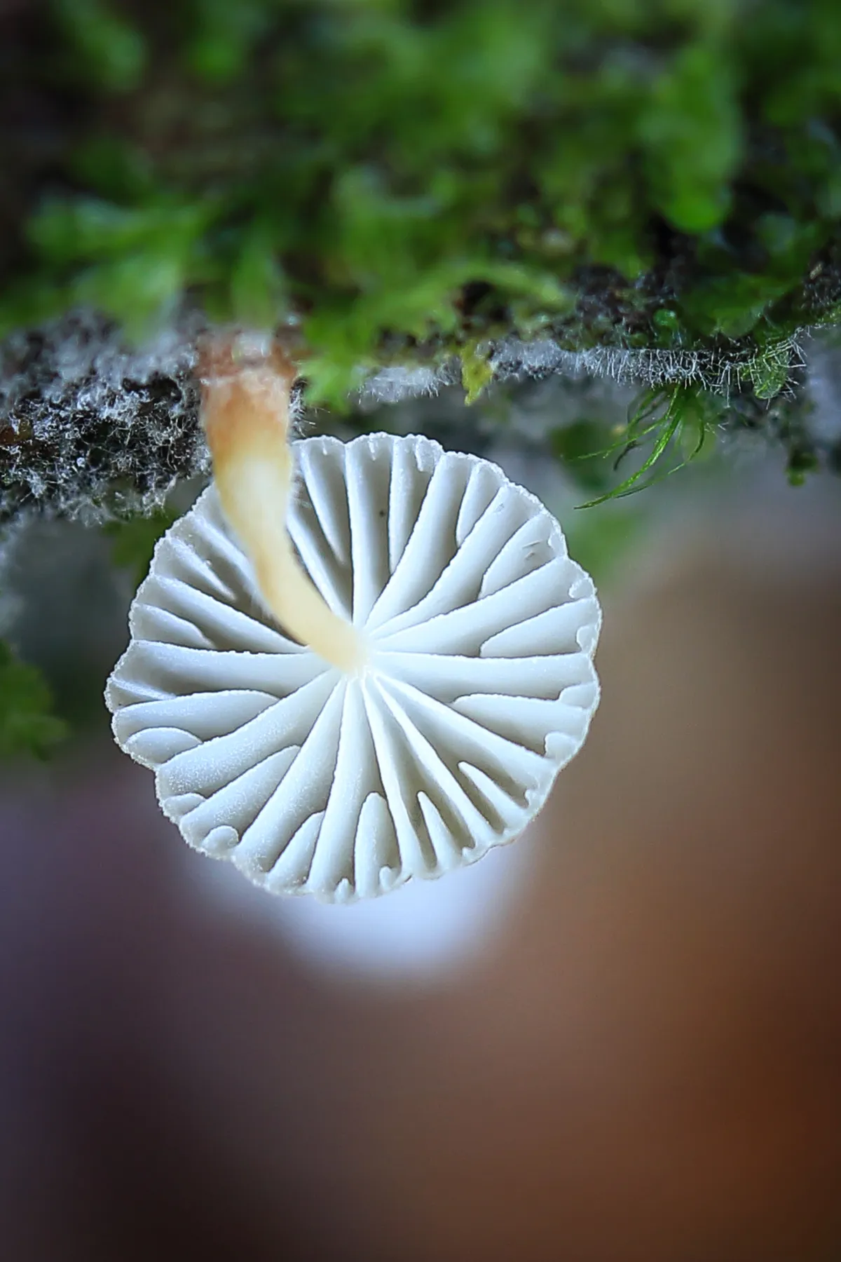 The stunning underside of a minute and delicate white fungi. © Arwen Dyer