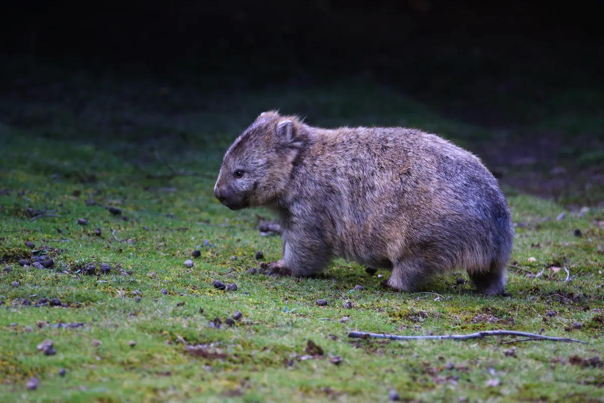 A local wombat. © Arwen Dyer