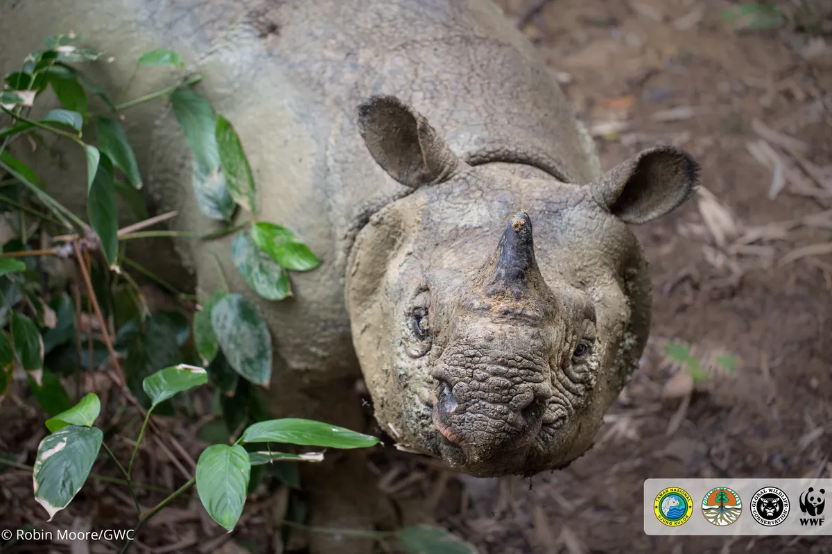1. Javan Rhino_photo by Robin Moore, Global Wildlife Conservation