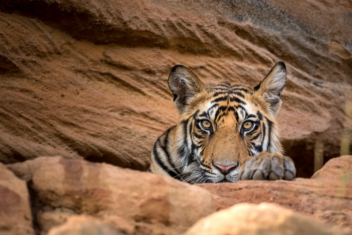 Male cub hiding from the midday sun in Bandhavgarh National Park, India. © BBC NHU/Theo Webb