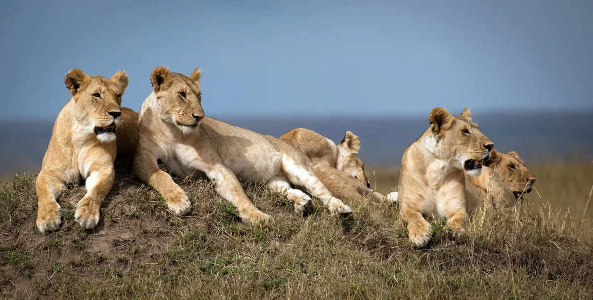 The Marsh Pride - led by Charm - are a close-knit family of mothers and their growing cubs. © BBC NHU/Louis Rummer-Downing