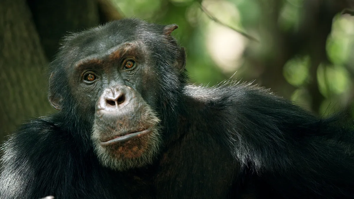 The Dynasties chimpanzee episode focusses on David, an alpha male in Senegal. © BBC NHU