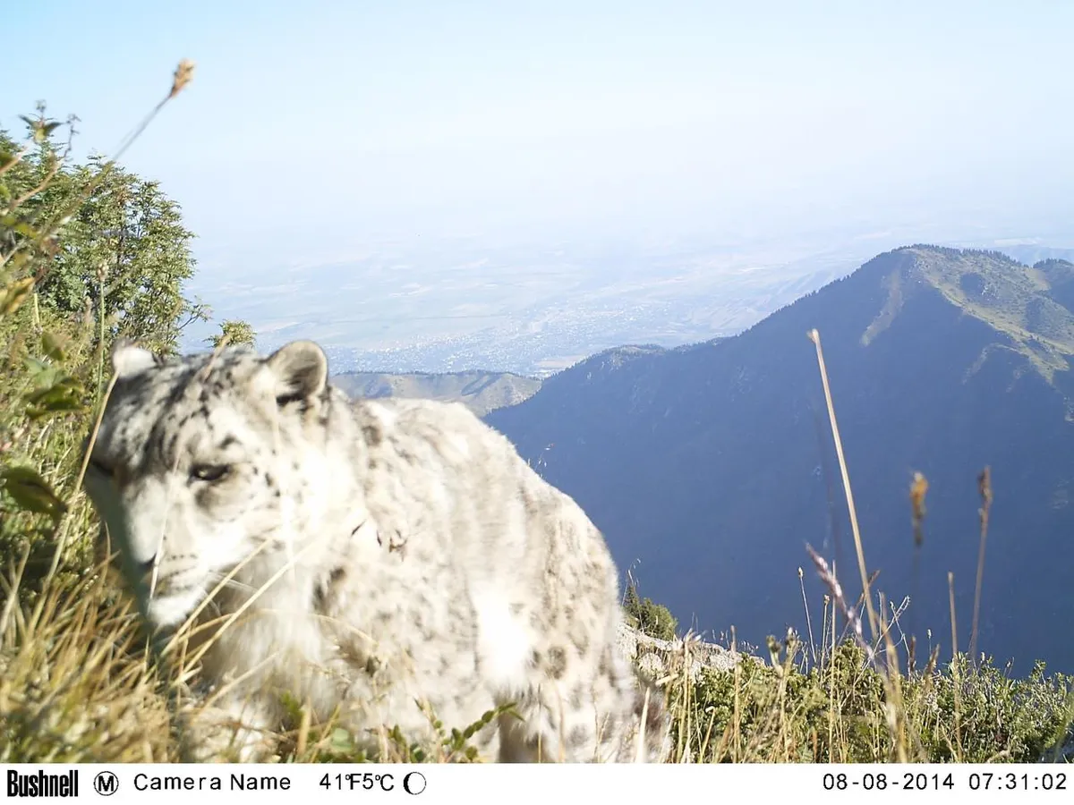 Snow leopard photographed by a camera trap. © University of Cumbria
