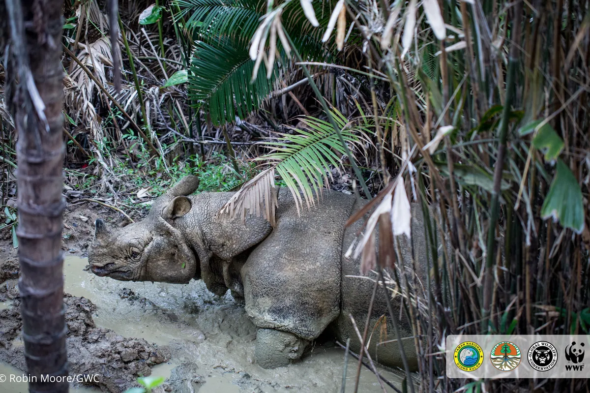 6. Javan Rhino_Photo by Robin Moore, Global Wildlife Conservation
