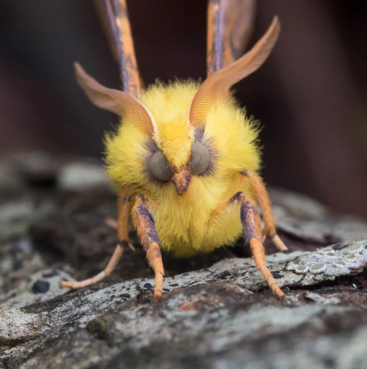 Canary-shoulderedThorn