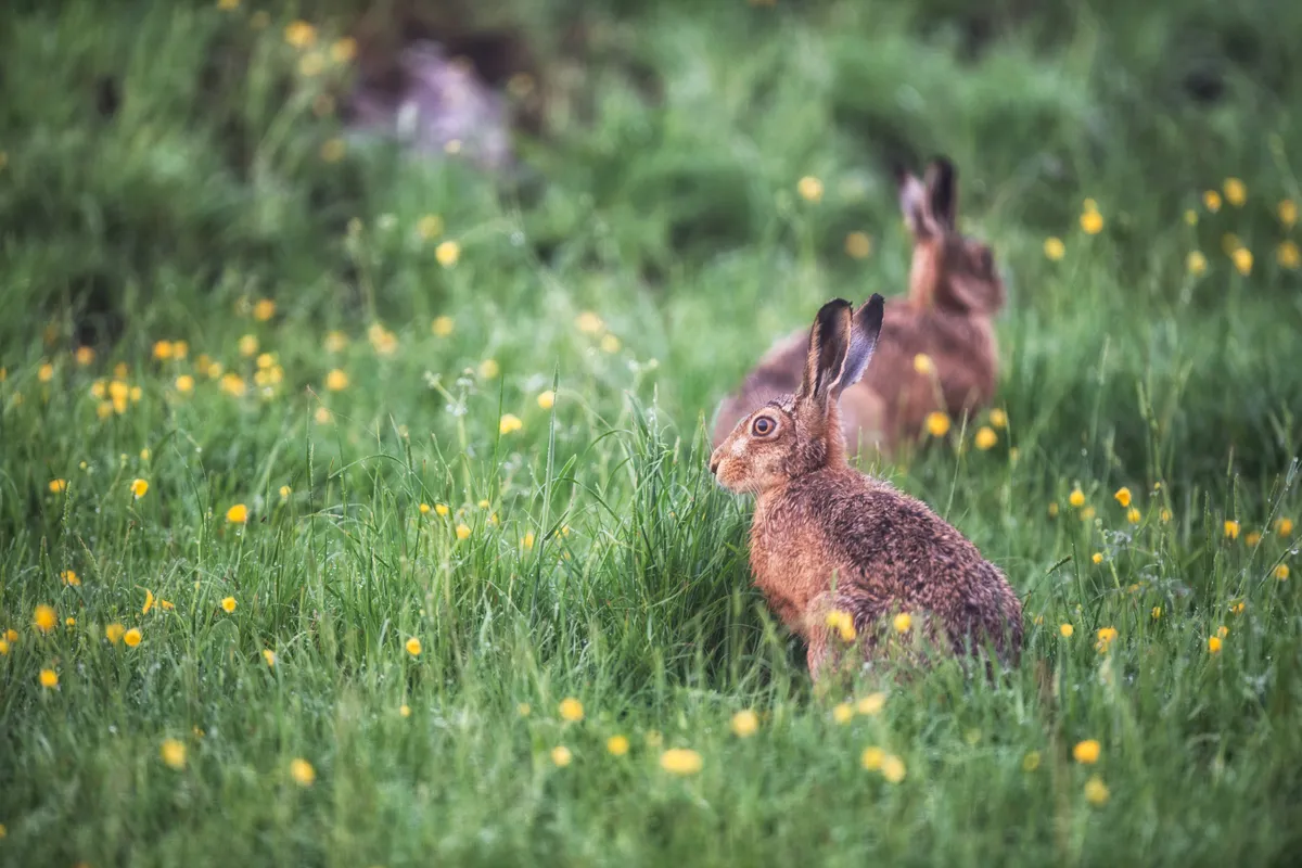 Buttercup hares