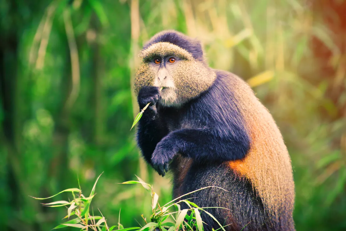 Golden monkey eating bamboo leafs in the Volcanoes National Park, Rwanda. © Narvikk/Getty
