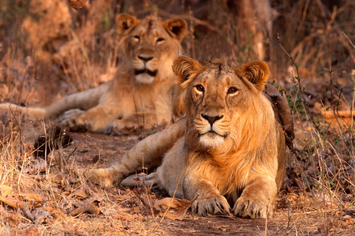 Asiatic lion pair at Sasan Gir National Park. © Getty