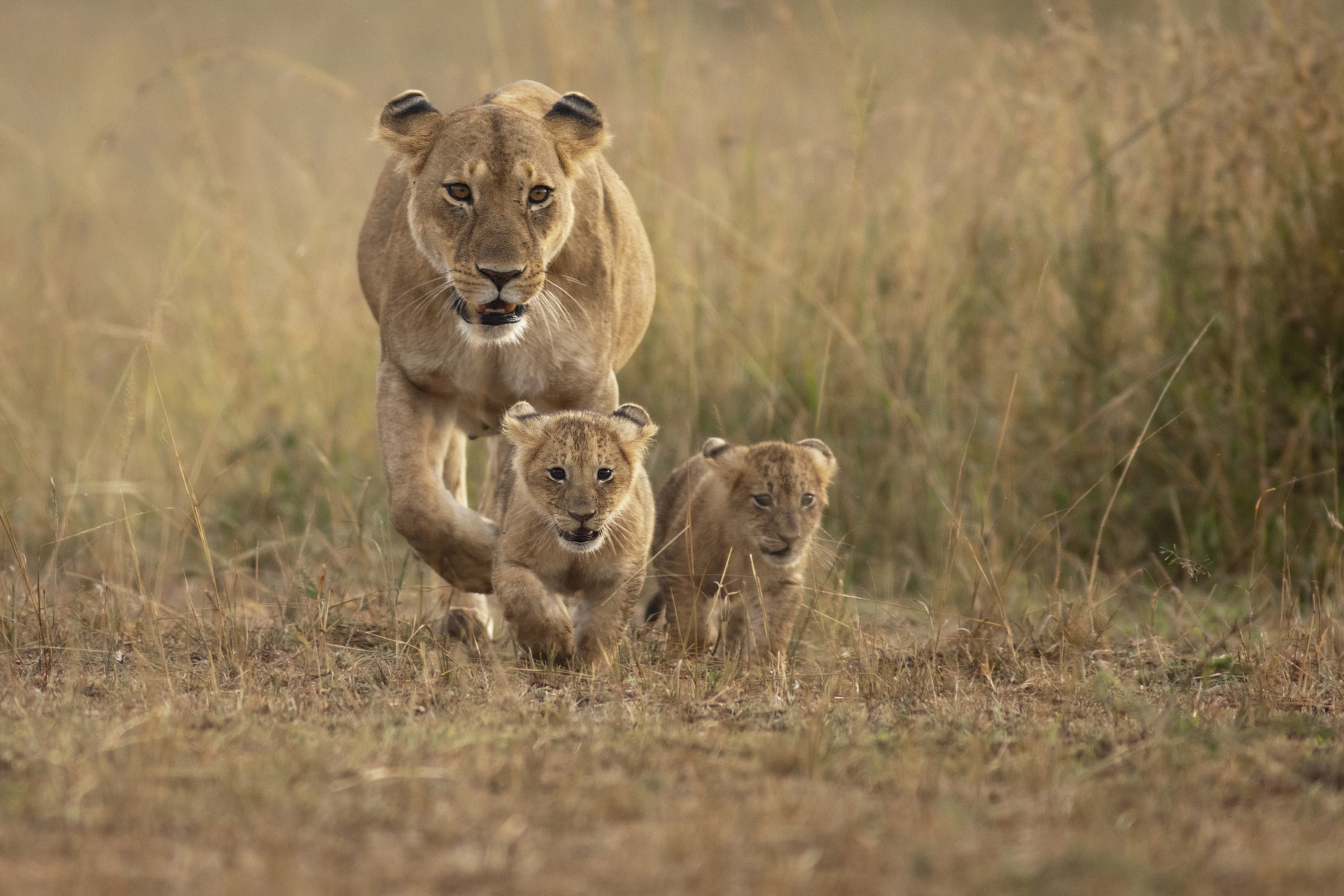 Lion guide: species facts and where they live in the wild - Discover  Wildlife