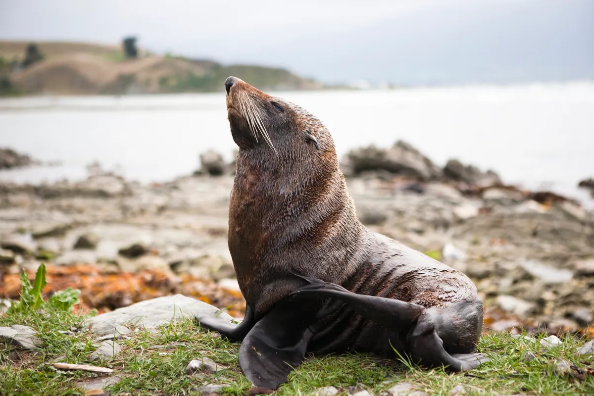 New Zealand fur seal. © Matthew Micah Wright/Getty