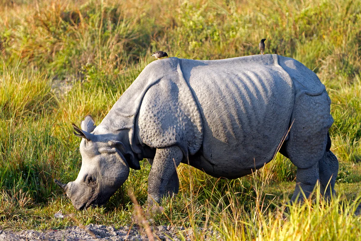Greater one-horned (Indian) rhinoceros. © CORDIER Sylvain/hemis.fr/Getty