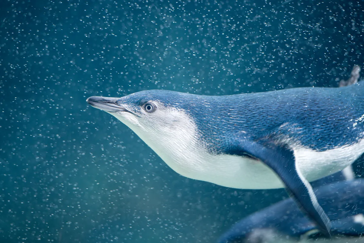Little blue penguin. © 4FR/Getty