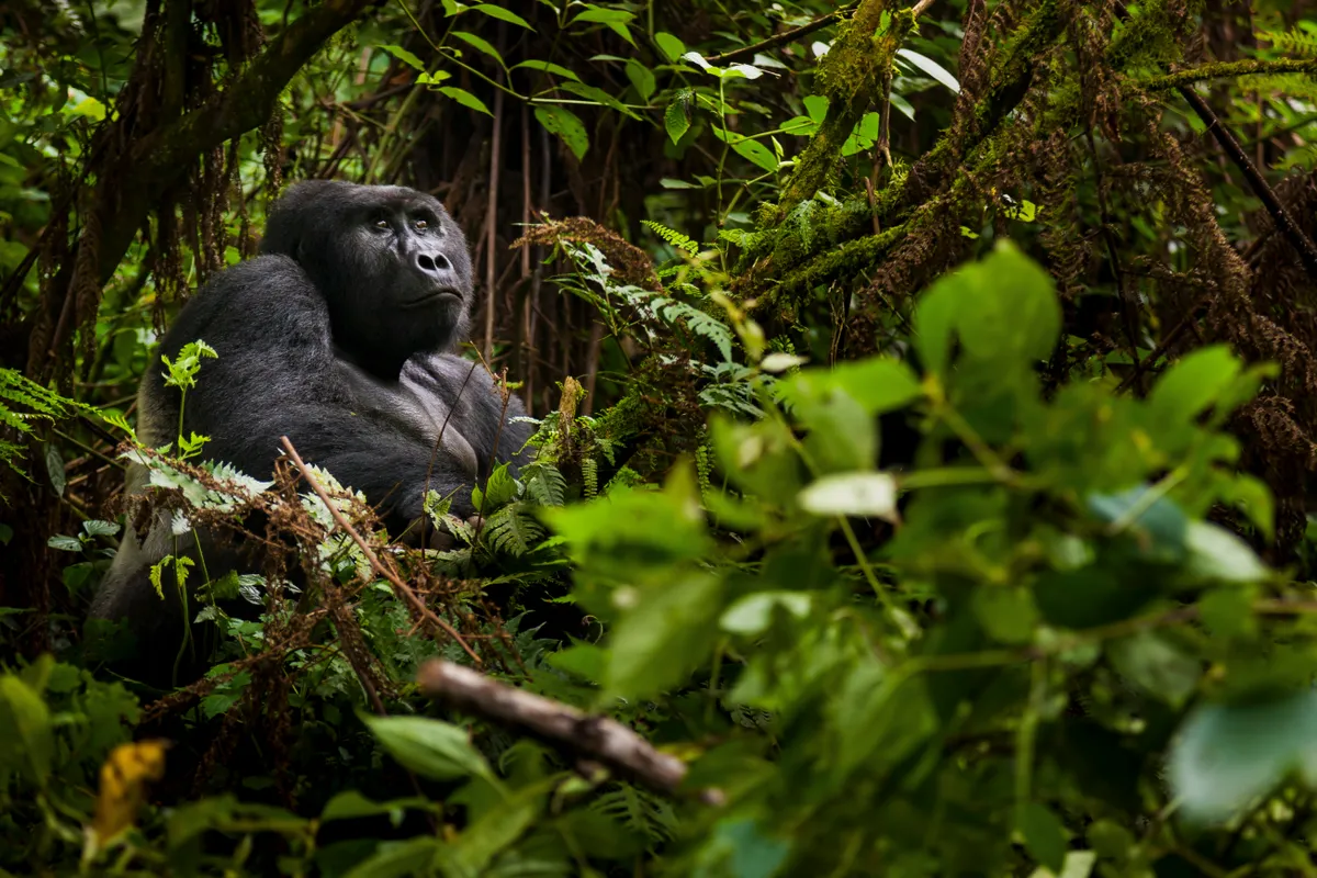 Mountain gorilla in Volcanoes National Park, Rwanda. © Art Wolfe/Mint Images/Getty