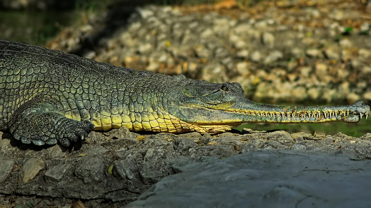 Gharial crocodile warming up in sun. © CREATIVITY HAS NO LIMIT. AN IMAGE CAN TELL MILLION WORDS/Getty