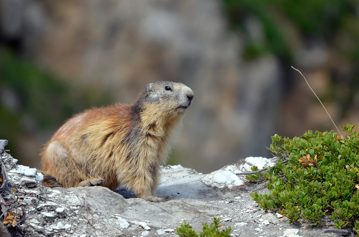 Alpine marmot (Marmota marmota) on rock, in the French Alps, Savoie department at La Plagne