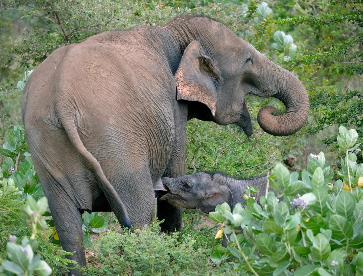 Sri Lankan elephant suckling calf in the bush, Yala National Park, Sri Lanka. © Pasticcio/Getty