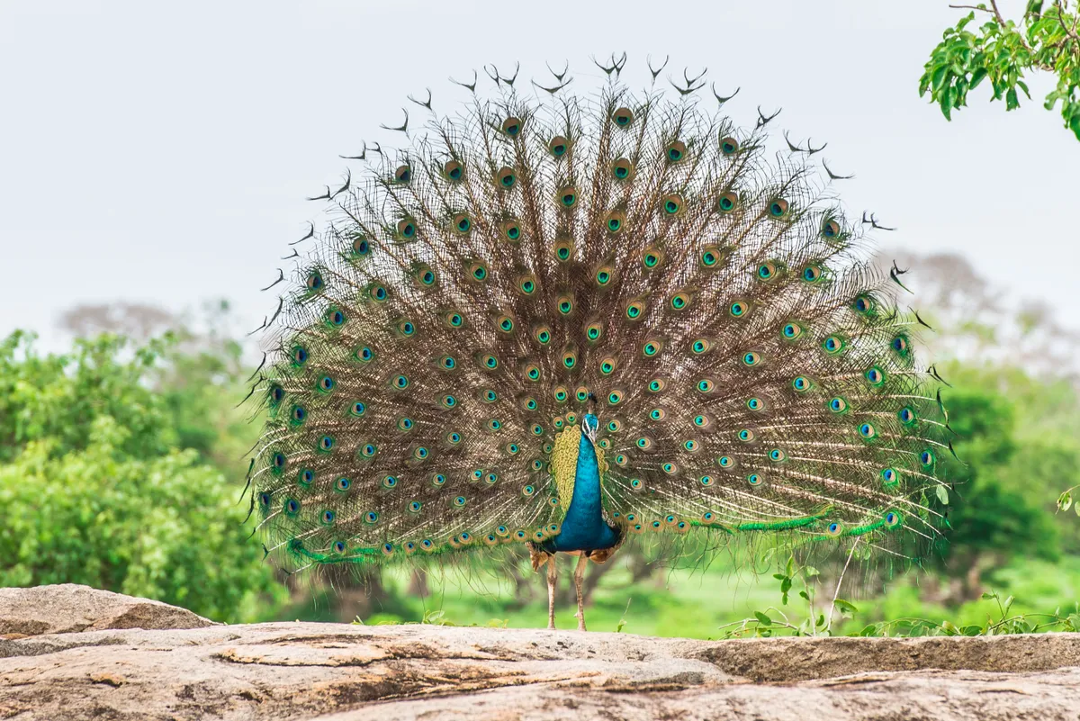 Wild peacock in Yala National Park, Sri Lanka. © Jeliva/Getty