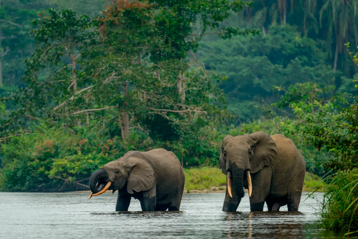 African forest elephant in Lekoli River, Odzala-Kokoua National Park, Republic of the Congo. © Education Images/UIG/Getty Images