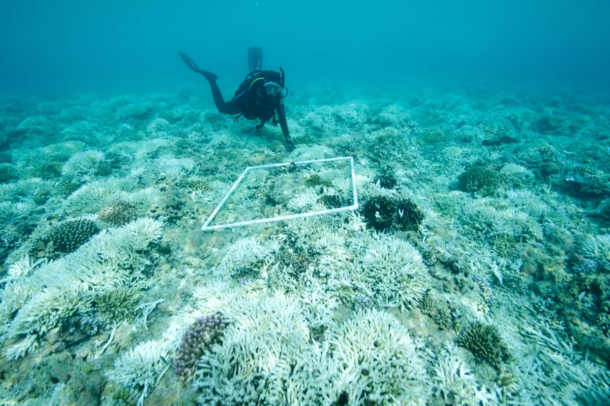 A marine biologist examines bleached coral. © Rainer von Brandis/Getty
