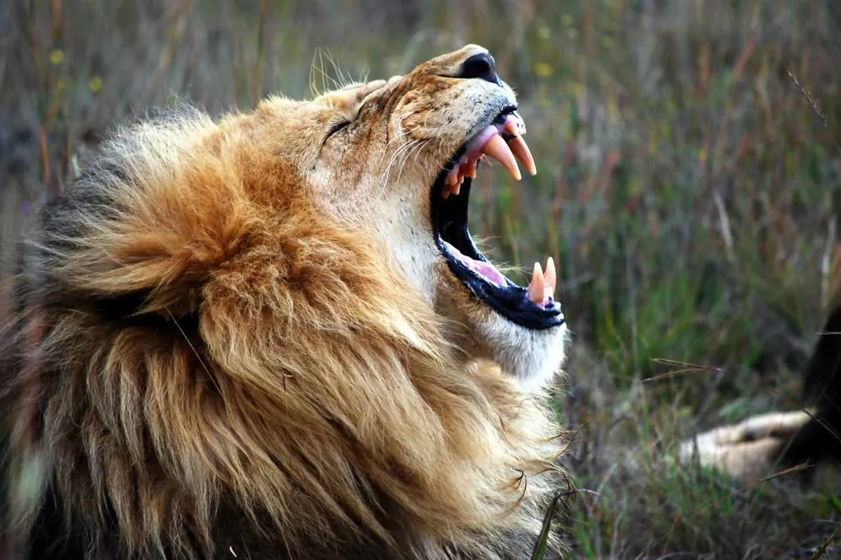 Close-up of lion roaring. © Mark Chilton/EyeEm/Getty