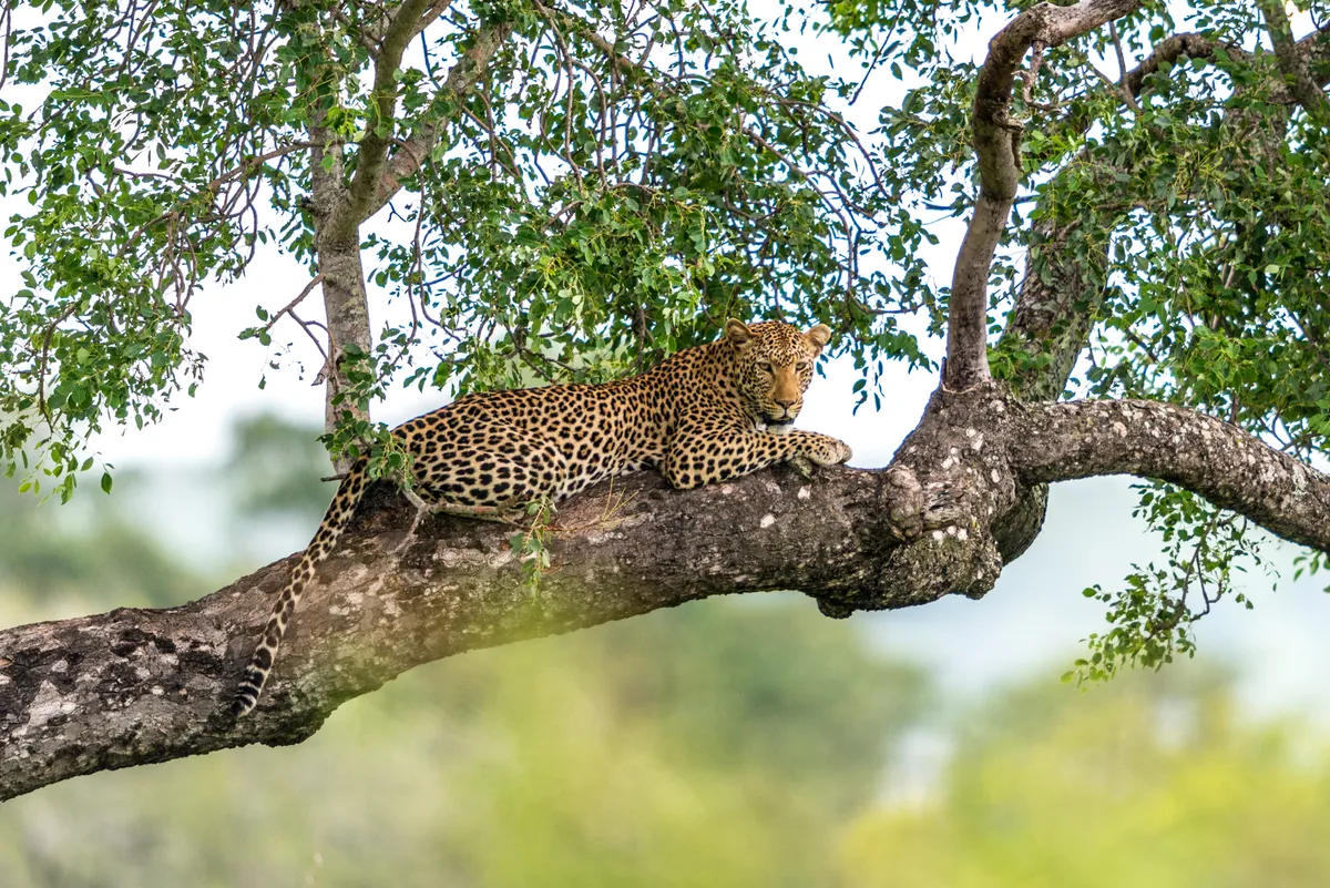 A leopard relaxing in a tree © laurenpretorius/Getty