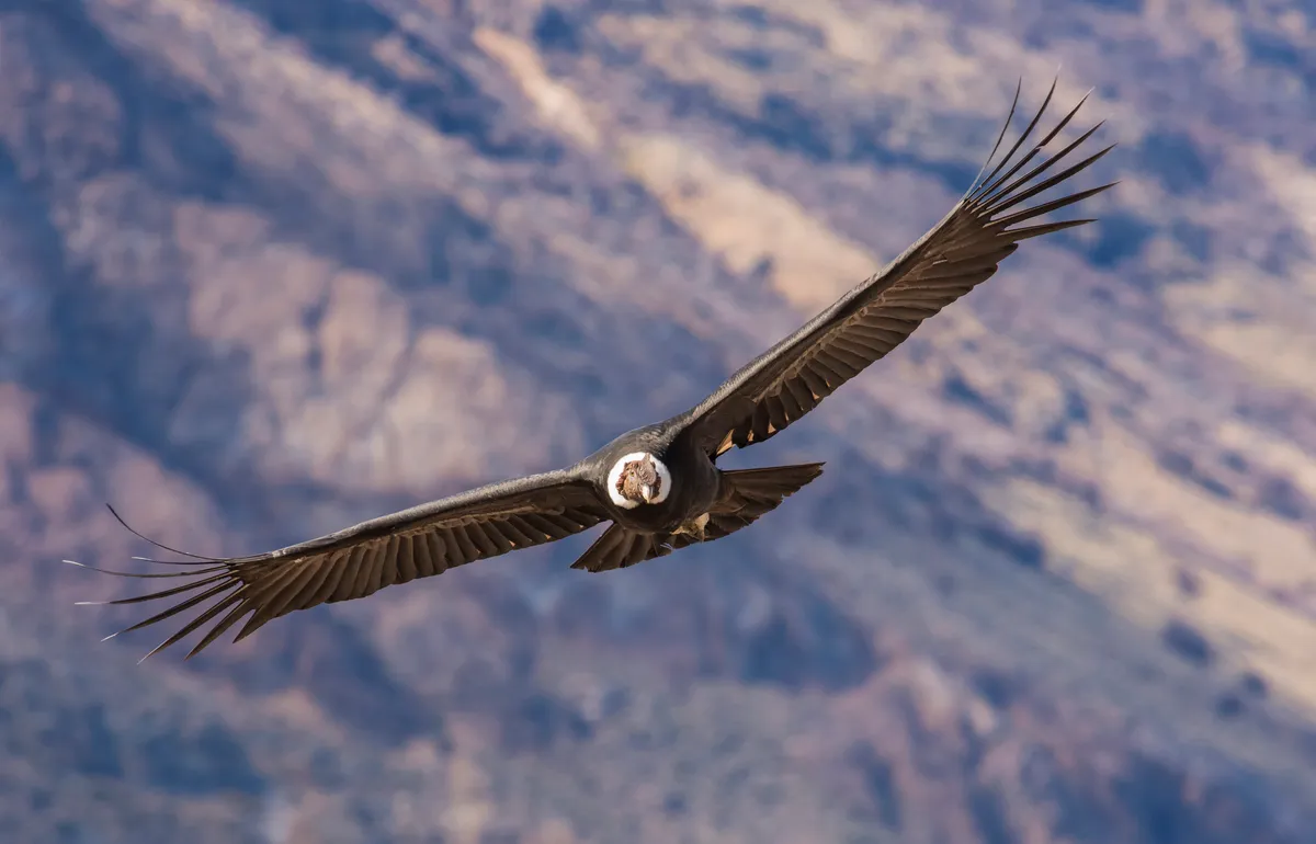 Andean Condor in Patagonia. © Pablo Cersosimo/Getty