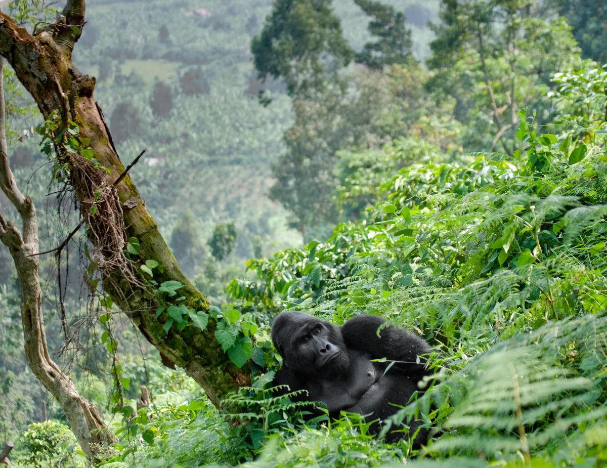 A mountain gorilla in Bwindi Impenetrable Forest National Park, Uganda. © Andrey Gudkov/Getty