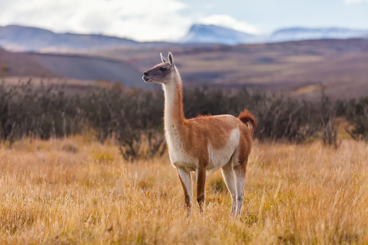 Guanaco in Torres del Paine, National Park, Patagonia, Chile. © Anton Petrus/Getty