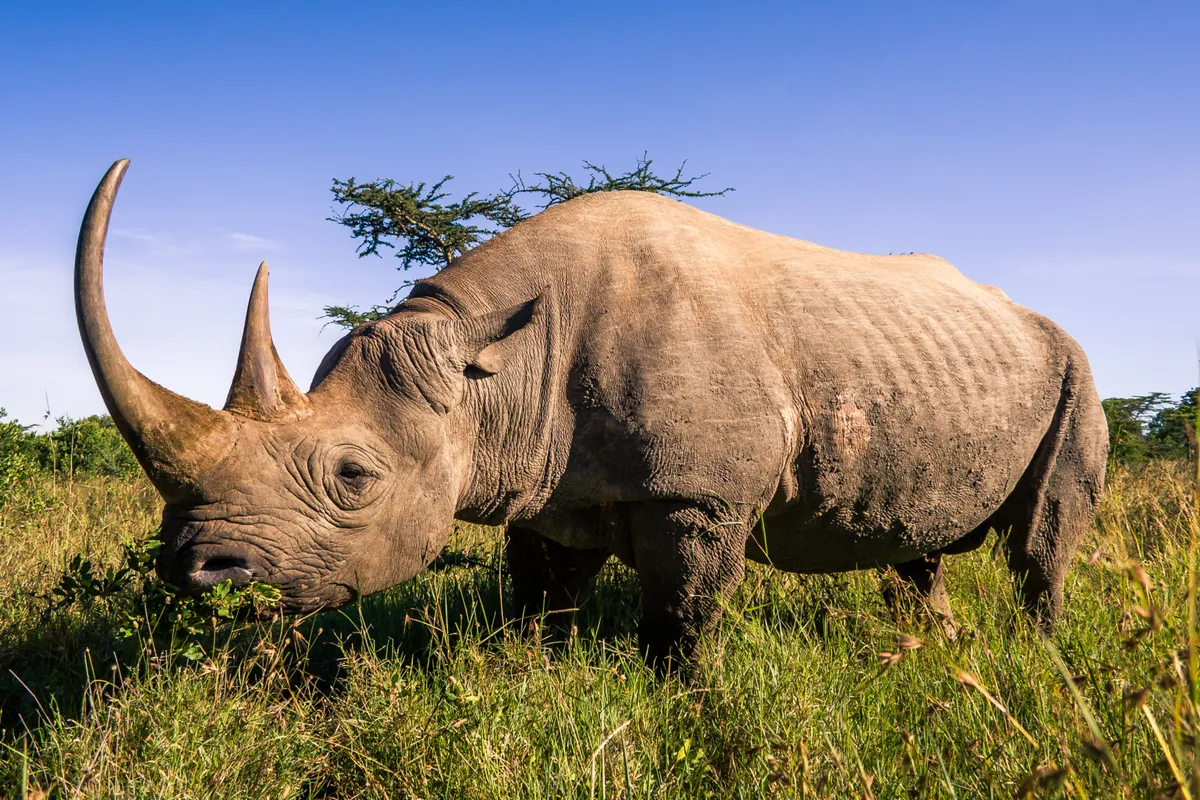 Black rhinos are one of the five remaining extant rhino species. © Pierre-Yves Babelon/Getty