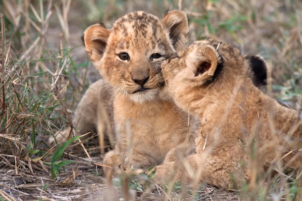 Two young lion cubs. © Jochen Van de Perre/Getty
